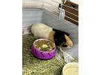 Adopt SMORES a Guinea Pig