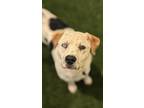 Adopt Pine a Cattle Dog, Siberian Husky