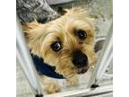 Adopt Quincy a Yorkshire Terrier