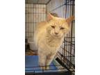 Adopt Dusty (FCID# 04/17/2024 - 17 Trainer) a Tabby