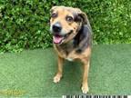 Adopt PANCHO a Catahoula Leopard Dog, Mixed Breed