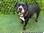 Adopt TEDDY a Pit Bull Terrier