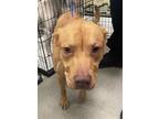 Adopt BOWIE a Vizsla, Pit Bull Terrier