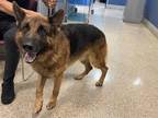 Adopt MIKEY a German Shepherd Dog, Mixed Breed