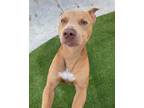 Adopt TYSON a Pit Bull Terrier