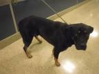 Adopt DEXTER a Rottweiler, Mixed Breed