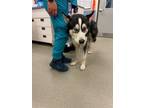 Adopt LUCCA a Husky