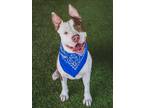 Adopt CANELO a Pit Bull Terrier