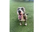 Adopt VICTOR a Pit Bull Terrier, Mixed Breed