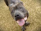 Adopt DERRICK a American Staffordshire Terrier, Mixed Breed