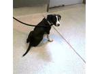 Adopt JIMMY a American Staffordshire Terrier, Mixed Breed