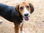 Adopt RANGER a Treeing Walker Coonhound, Mixed Breed
