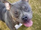 Adopt ZULU a American Staffordshire Terrier, Mixed Breed