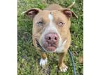 Adopt PRINCE a American Staffordshire Terrier