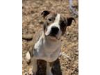 Adopt CASCATELLI a Mixed Breed