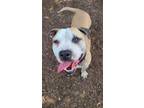 Adopt BUCKAROO a Mixed Breed