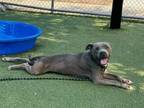 Adopt LUFFY a Pit Bull Terrier