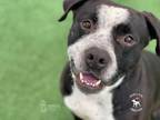 Adopt BUDDY a American Staffordshire Terrier, Mixed Breed