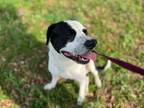 Adopt DIEGO a Pit Bull Terrier, Great Pyrenees