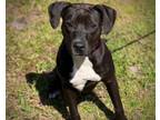 Adopt JESSIE a Pit Bull Terrier