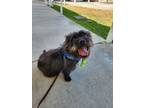 Adopt BOBA a Cairn Terrier, Mixed Breed