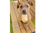 Adopt SIMON a Pit Bull Terrier, Mixed Breed
