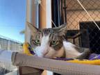 Adopt FINNIGAN a Domestic Short Hair