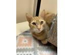 Adopt GARFIELD a Domestic Short Hair