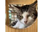 Adopt Mighty Mouser - Working Cat a Domestic Short Hair