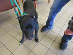 Adopt LIMERICK a Pit Bull Terrier
