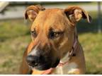 Adopt KITE a Black Mouth Cur, Mixed Breed