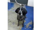 Adopt TOM TOM a German Shorthaired Pointer