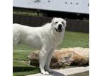 Adopt Linus a Great Pyrenees