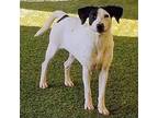 Adopt Cottontail a English Pointer, Dalmatian