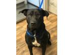 Adopt KNIGHT a Pit Bull Terrier, Mixed Breed