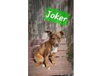 Adopt Joker a Boxer, Dachshund
