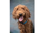 Adopt Alec a Standard Poodle, Mixed Breed