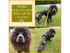 Adopt 2024-04-200 a Chow Chow