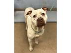 Adopt Torrence a Mixed Breed