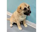 Adopt Baxter a Mastiff, Anatolian Shepherd