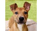 Adopt Lime a Black Mouth Cur, Mixed Breed