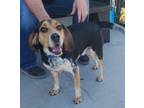 Adopt Negan a Beagle