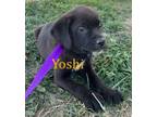 Adopt Yoshi a Mixed Breed