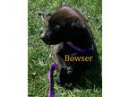Adopt Bowser a Mixed Breed