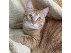 Adopt Barnum a Domestic Short Hair