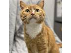 Adopt Helios a Domestic Short Hair