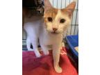 Adopt Mac a Domestic Short Hair