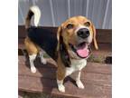 Adopt Percy Marmont a Beagle, Mixed Breed