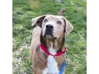Adopt Creed a Black Mouth Cur