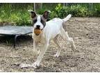 Adopt DINGO a Pit Bull Terrier, Mixed Breed